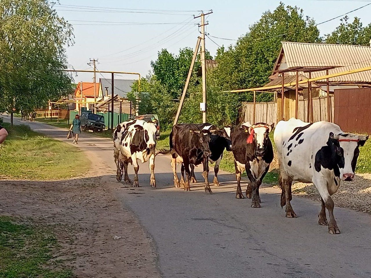 Шәхси ярдәмче хуҗалыкларга ярдәм чаралары арттырыла