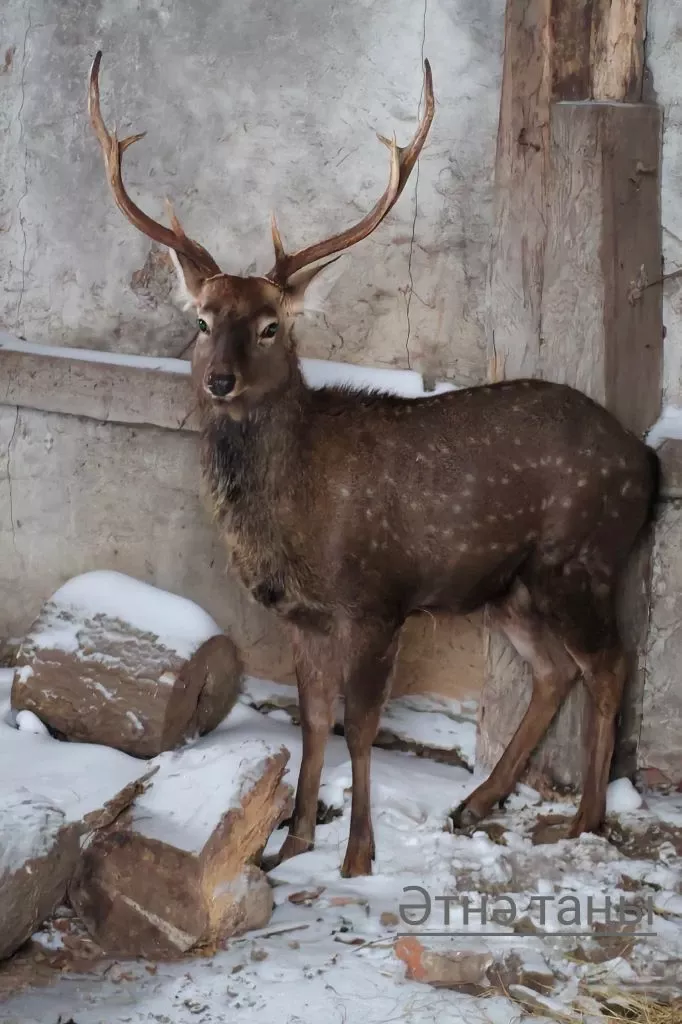 Кыргый хайван кабат Әтнәдә