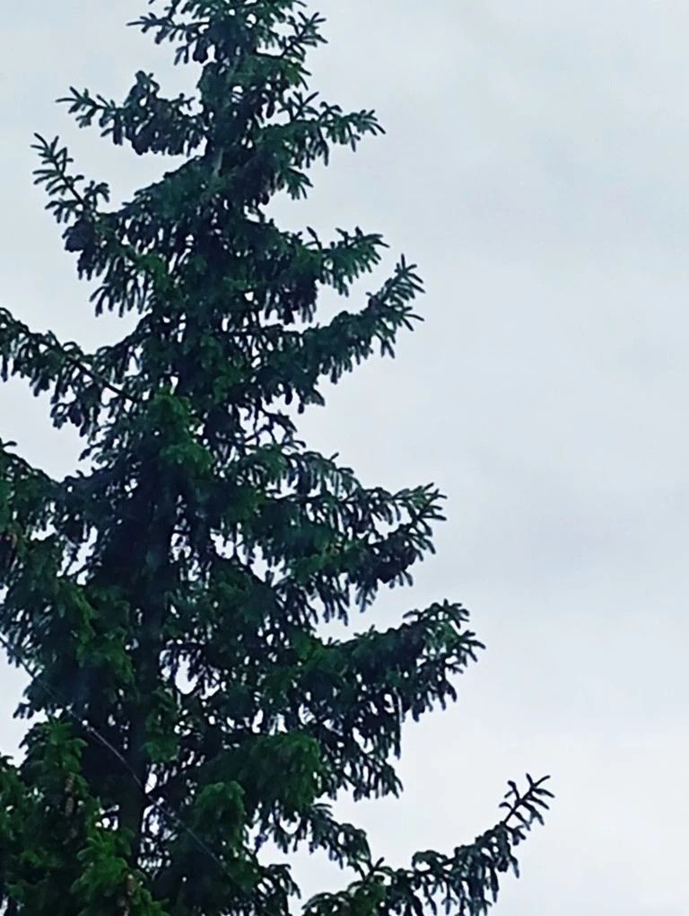 Корбан гаете яңгырлы була