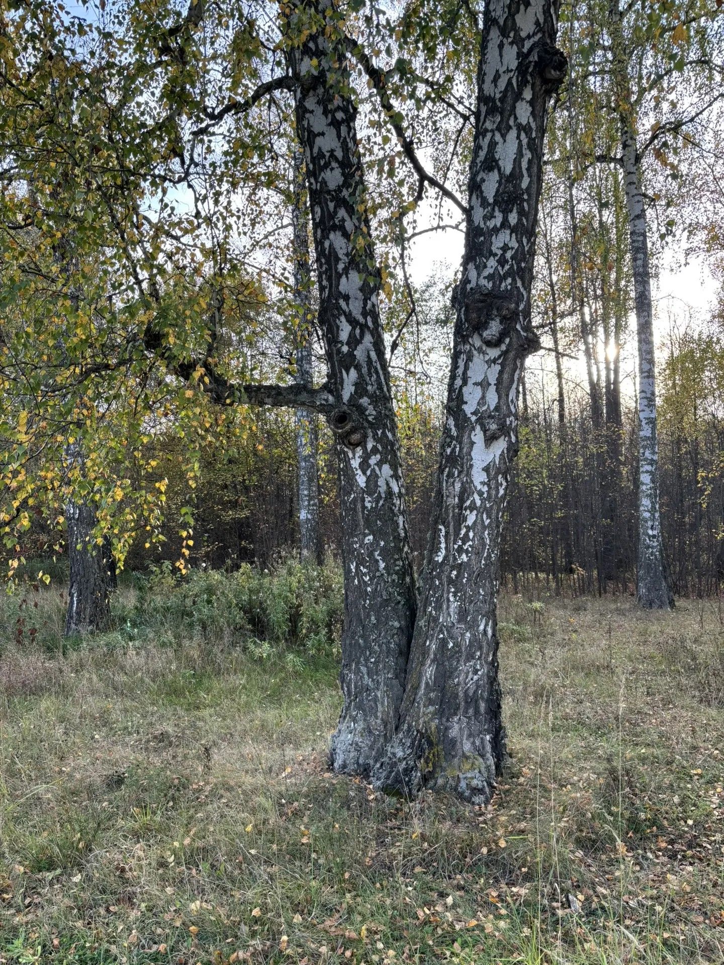 Каенсар кышка әзерләнә