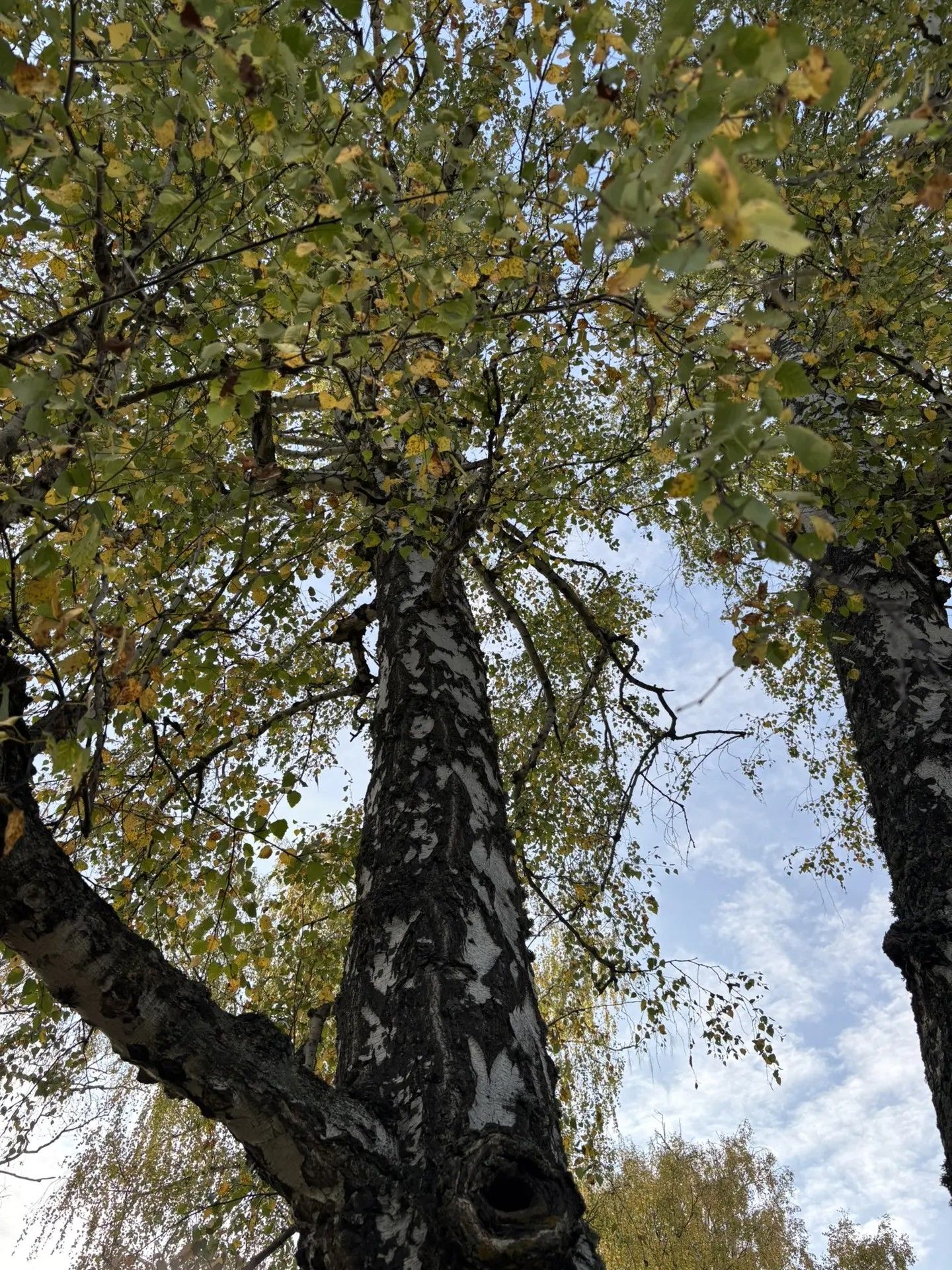 Каенсар кышка әзерләнә