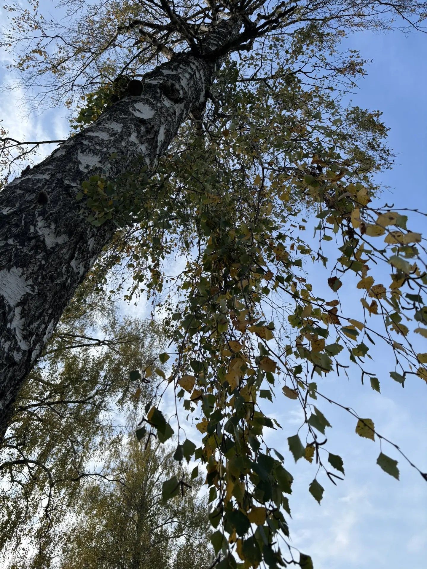 Каенсар кышка әзерләнә