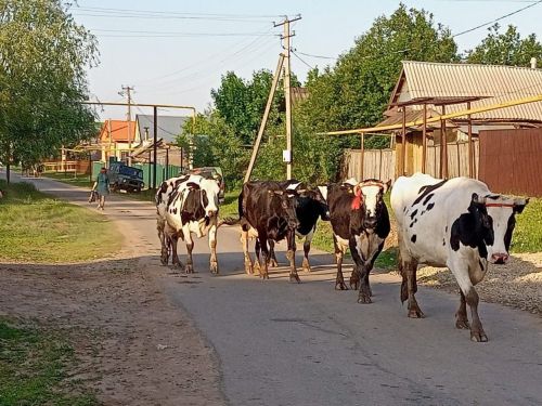 Татарстанда шәхси ярдәмче хуҗалык алып баручыларга акчалата ярдәм бирәләр