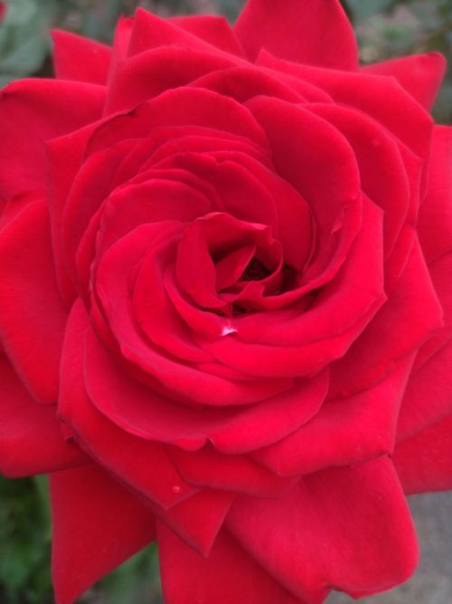 8 мартта рәттән өч көн ял итмәүнең сәбәбен әйттеләр