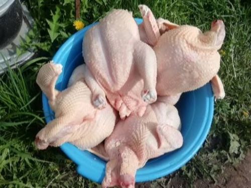 Бу кышта нинди ит арзанрак булачак?