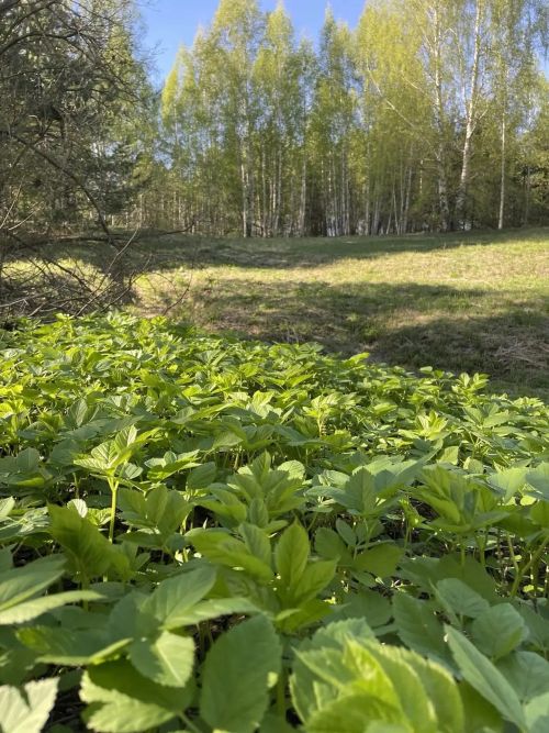 Әтнә урманында кәккүк моңланганы ишетелә