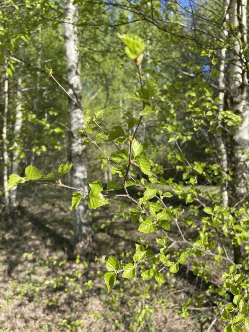 Әтнә урманында кәккүк моңланганы ишетелә