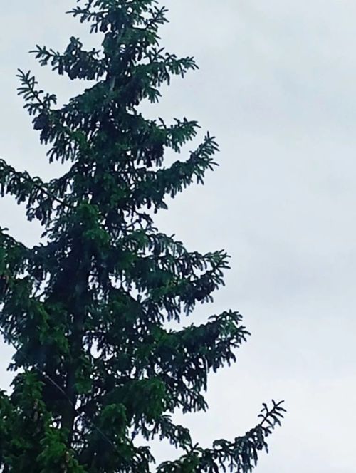 Корбан гаете яңгырлы була