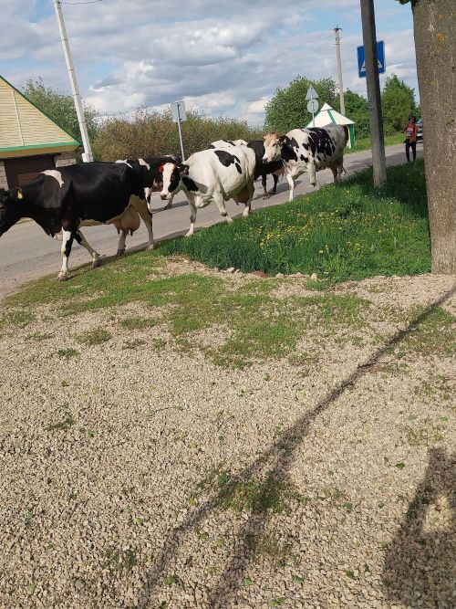 Сөт бәяләре турында Татмолсоюз: «Җиңел акчалар чоры узды»