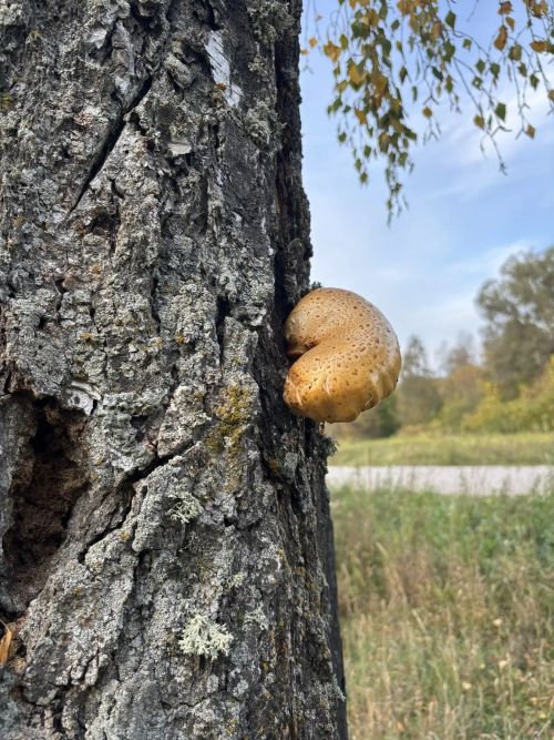 Каенсар кышка әзерләнә