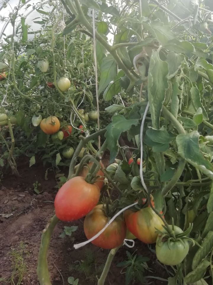 Яшелчә, җиләк-җимеш хәтерне яхшырта