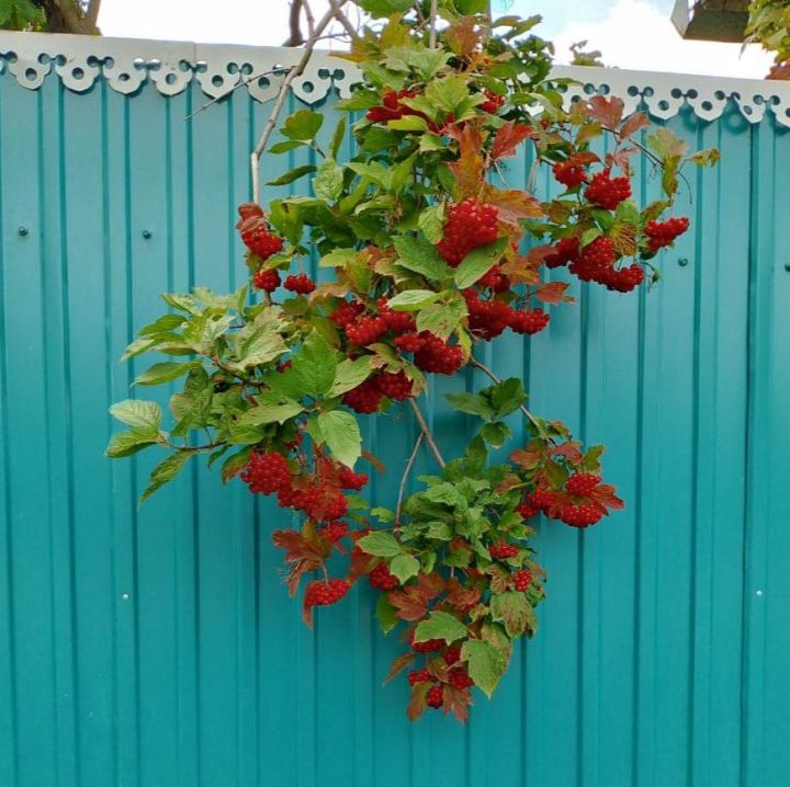 Балан җимешен дөрес файдалыныгыз!