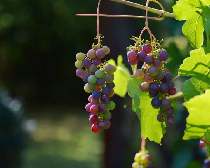 Җиләкне һәм виноградны язын эшкәртү