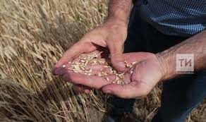 В Россельхозцентре Татарстана выявили фальсификацию документов на семена