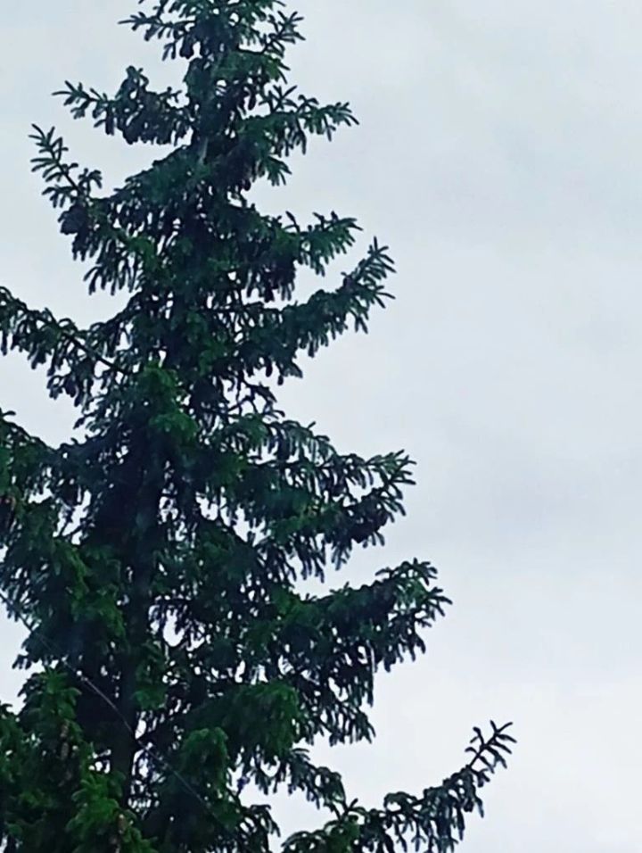 Корбан гаете яңгырлы була
