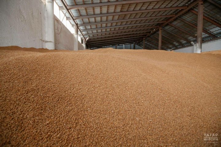 Татарстанда ашлык запасы 760 мең тоннадан артып киткән