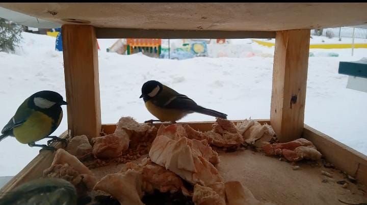 Күәм балалар бакчасында кошлар ашханәсе эшли