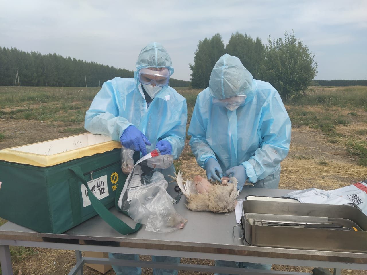 Лениногорск районында кош гриппы чыганагы ачыклану сәбәпле, карантин билгеләнде