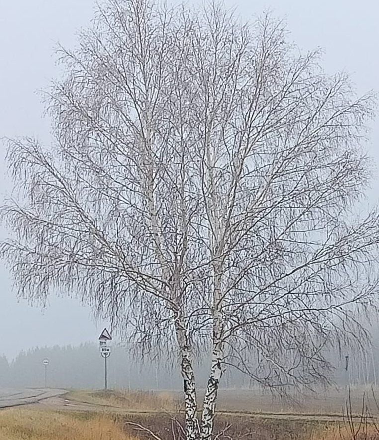 Бүген кабат яңгыр, боз һәм көчле җил көтелә