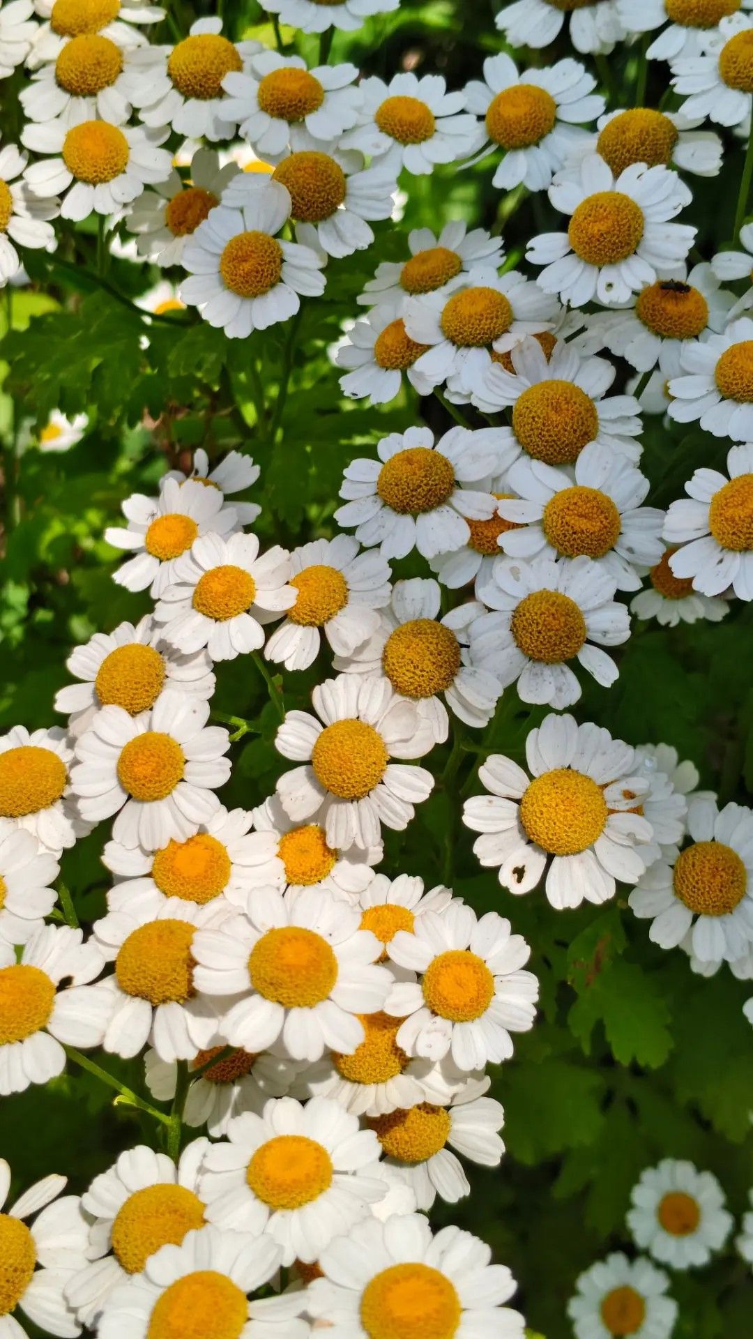 Күшәр авылында яшәүче Гүзәл Гаффарованың гөл бакчасы