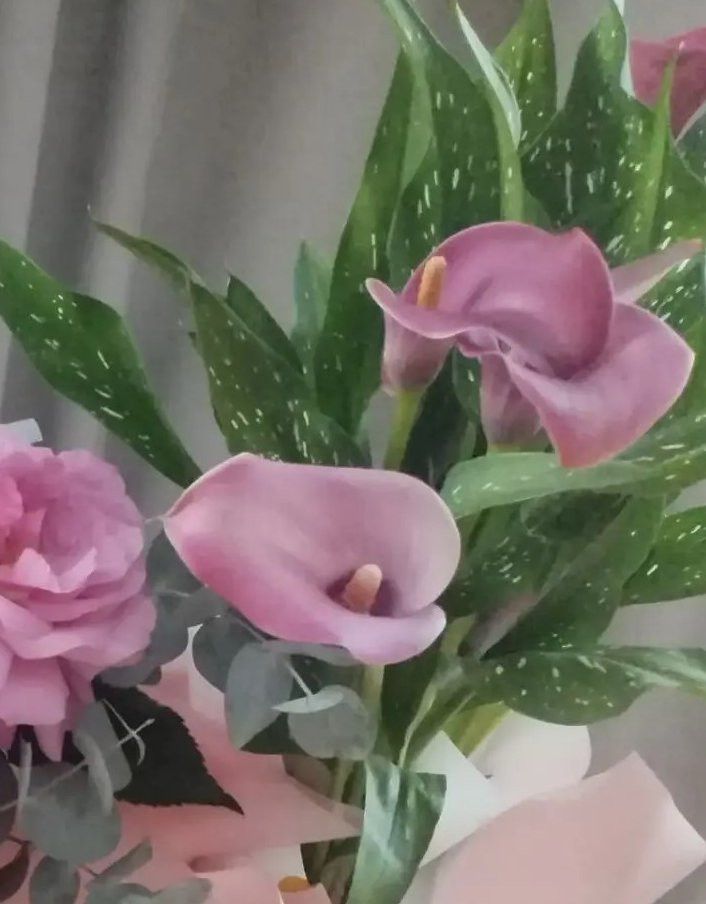 Калла чәчәкләрен кышка әзерләү һәм саклау кагыйдәләре