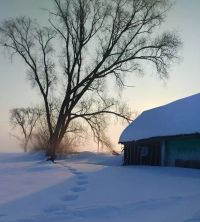 Нигез агачы