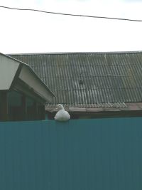 Ютазы районында кош гриппы теркәлгән