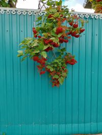 Балан җыйдыгызмы?