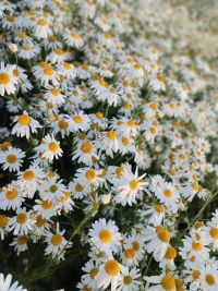 Китмик әле!