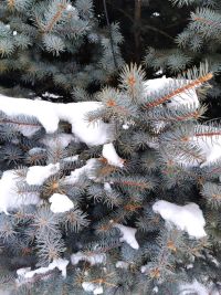 Килер бер көн,   мин дә картаермын...