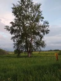 Иремнән көнләшүем Яңа ел кичендә башланды