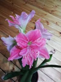 Гөлләрне аспирин эремәсе белән коендырыгыз!