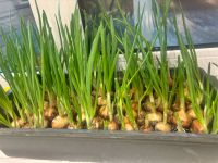 Аллерголог язгы аллергиягә каршы көрәшү өчен киңәшләр бирде