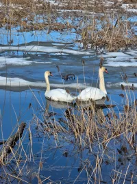 Әтнәдә «Ашыт»елгасына аккошлар кайткан