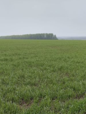 Татарстанда күп балалы гаиләләргә участок урынына акчалата түләү күләмен арттырдылар