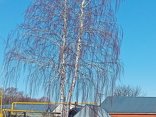 Татарстанда көчле җил сәбәпле шторм кисәтүе игълан ителде
