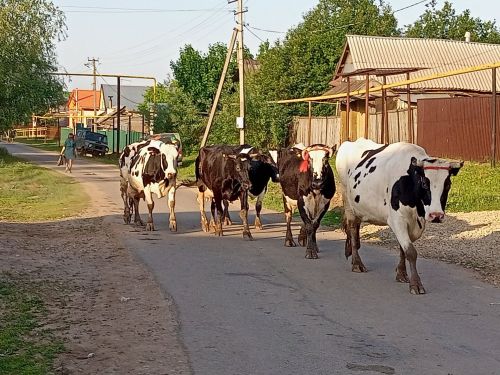 Терлек асраучыларга субсидия биреләчәк