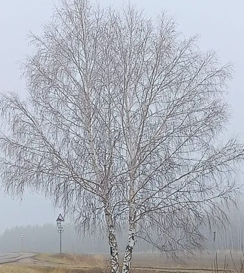 Бүген кабат яңгыр, боз һәм көчле җил көтелә