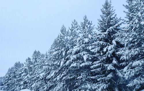 Законсыз киселгән чыршы сатып алган өчен җаваплылык яныймы?
