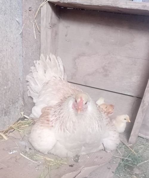 Кош гриппы да куркыныч