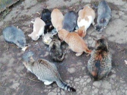 Терлекләр котыру очраклары булу сәбәпле, Татарстанның ике авылында карантин керткәннәр