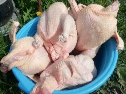 Татарстанда ит, балык һәм яшелчәләр кыйммәтләнгән