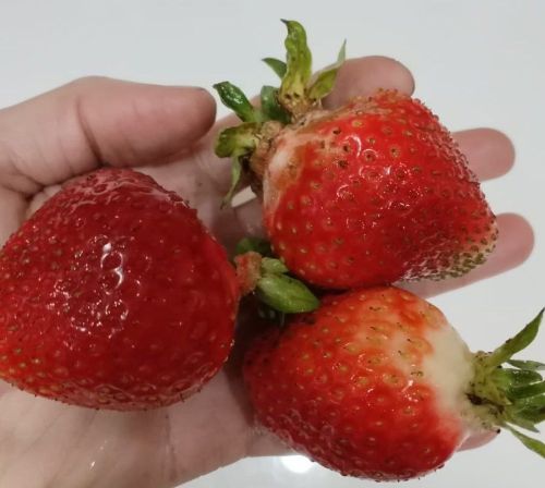 Җиләкле рецептлар: кайнатма, джем, как