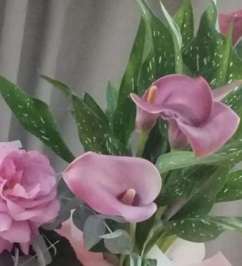 Калла чәчәкләрен кышка әзерләү һәм саклау кагыйдәләре