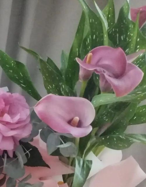 Калла чәчәкләрен кышка әзерләү һәм саклау кагыйдәләре