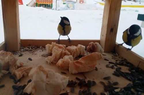 Күәм балалар бакчасында кошлар ашханәсе эшли