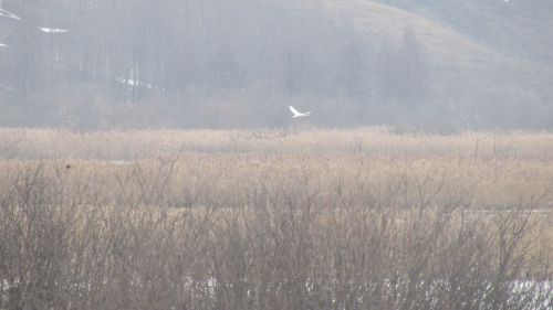 Күрдегезме, аккошлар кайткан