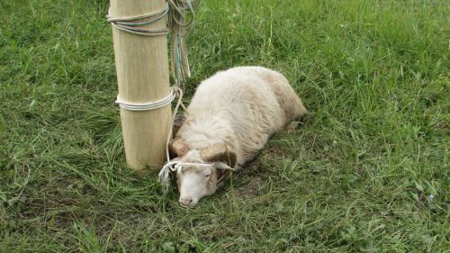 Әтнә район Сабан туе  быел да узып китте (фотомизгелләр)