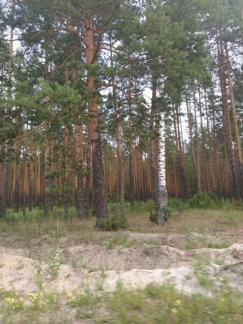 Әтнәдә: өстенә агач төшеп вафат булган