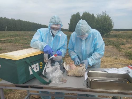 Лениногорск районында кош гриппы чыганагы ачыклану сәбәпле, карантин билгеләнде